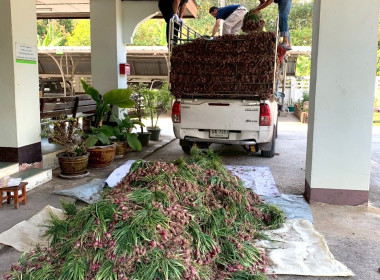 รับมอบและกระจายหอมแดงสดจากเกษตรกร จังหวัดศรีสะเกษ ... พารามิเตอร์รูปภาพ 6